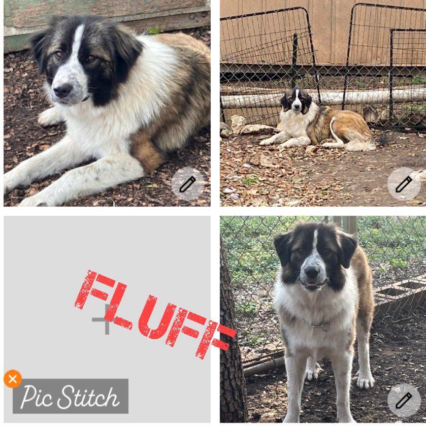 Fluff, Adult Female Anatolian Shepherd