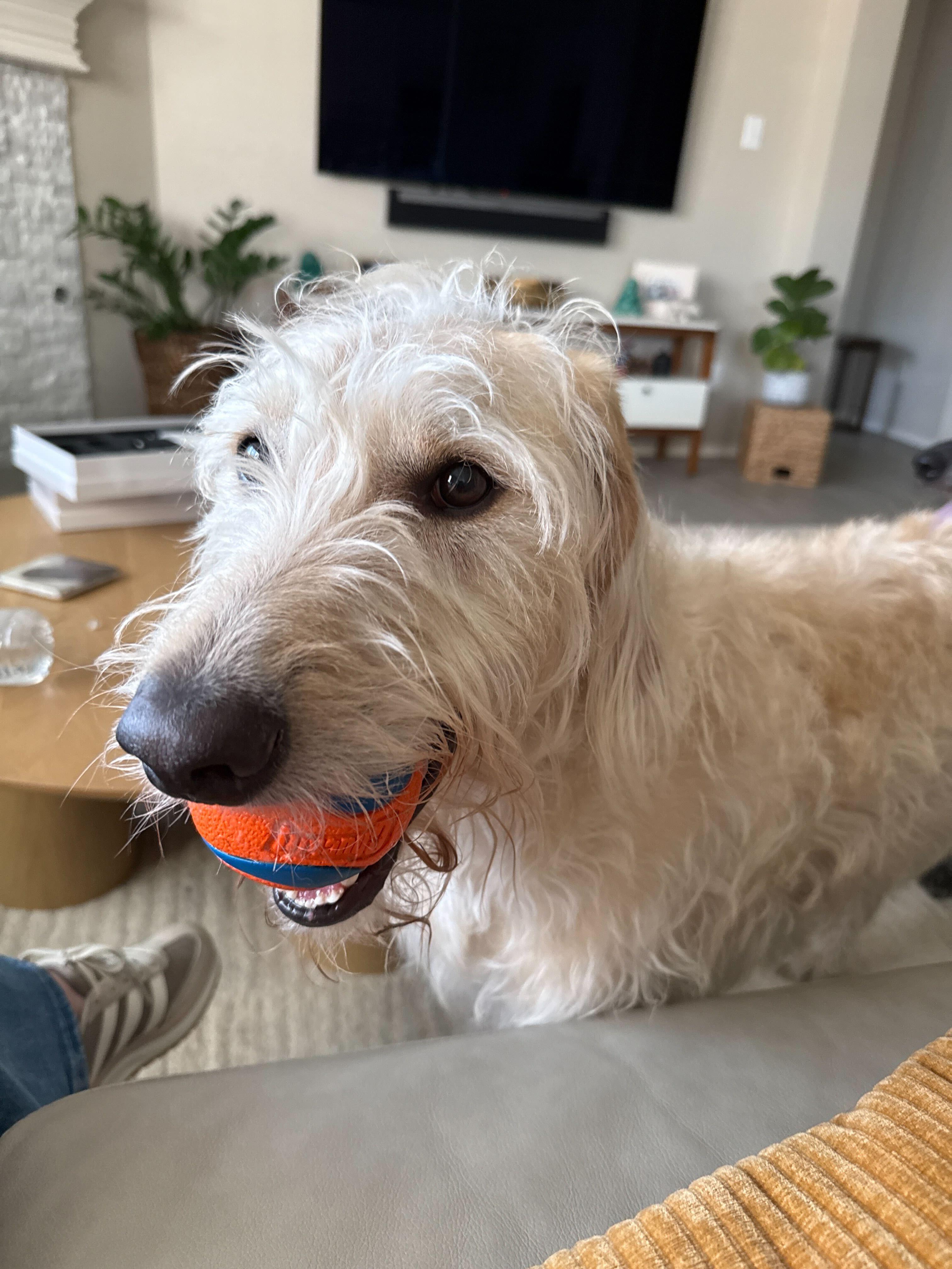 Enlarge T-Rex & Luna, a ADOPTABLE Labradoodle in Garland, TX image 4/4