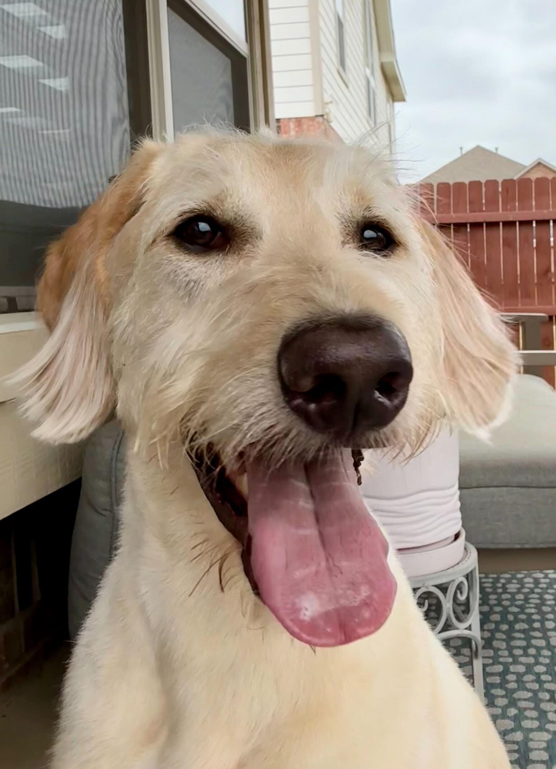 TRex, ADOPTABLE, Young Male Labradoodle.
