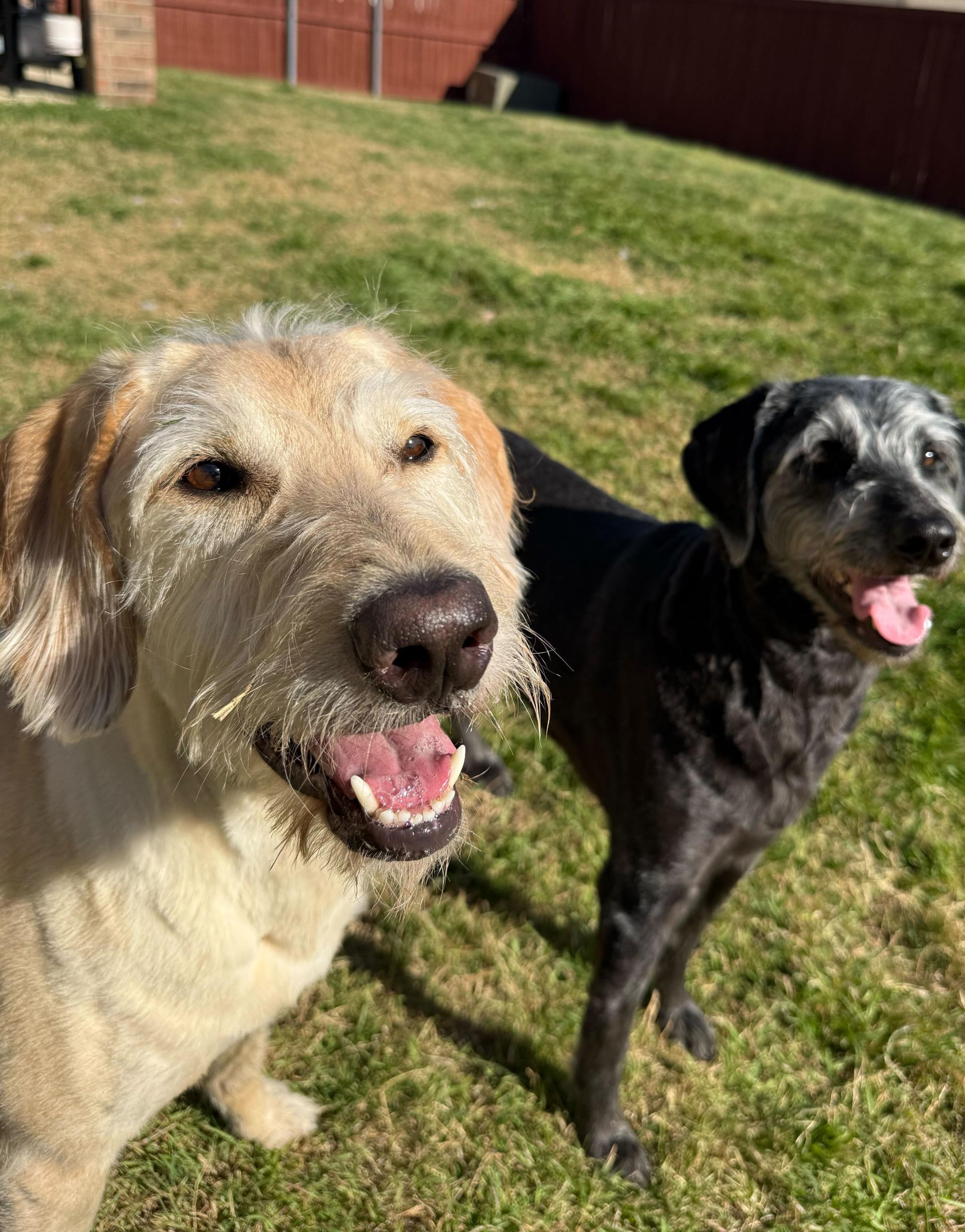 Enlarge T-Rex & Luna, a ADOPTABLE Labradoodle in Garland, TX image 1/4