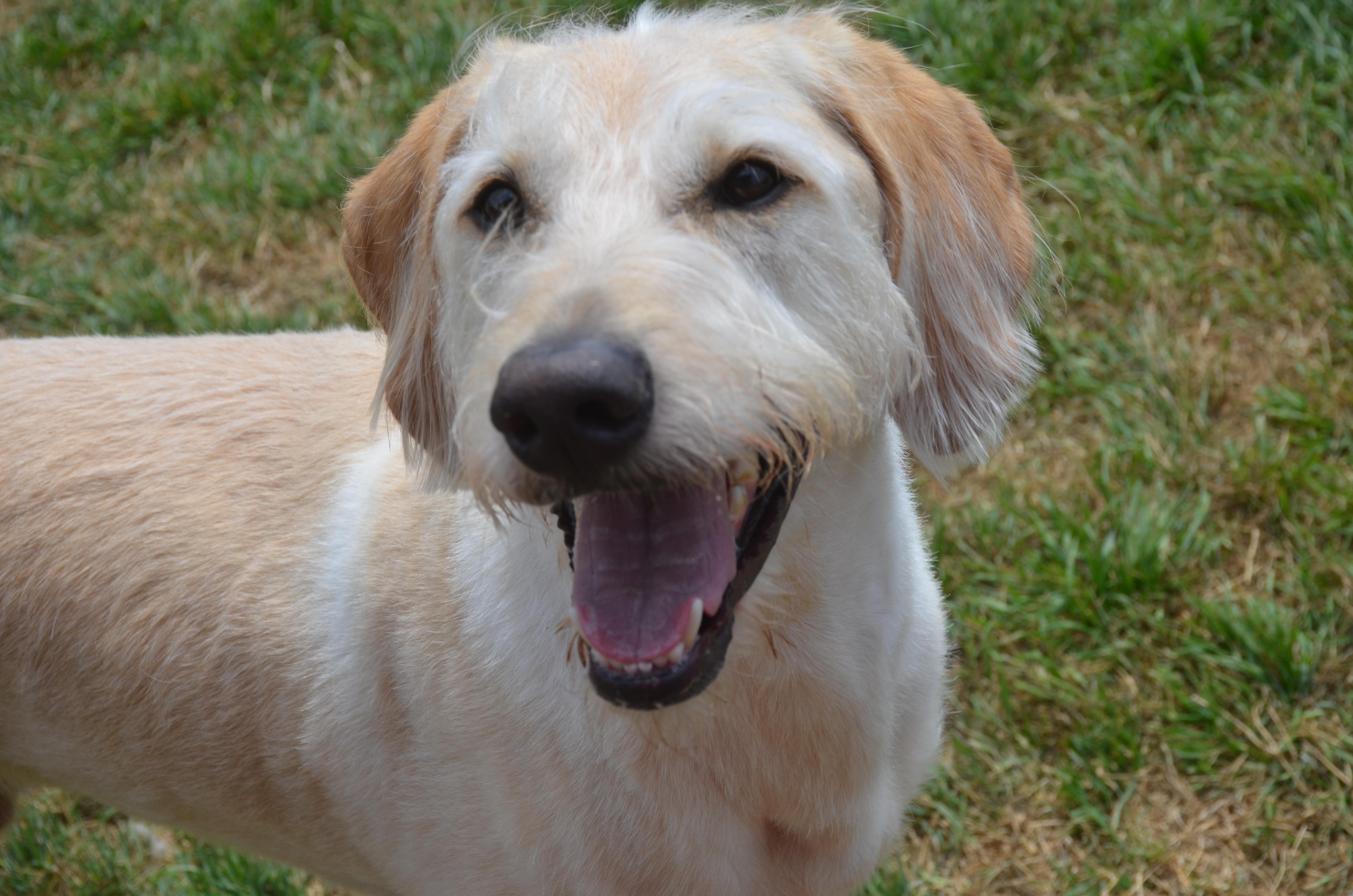 Enlarge TRex, a ADOPTABLE Labradoodle in Garland, TX image 2/5