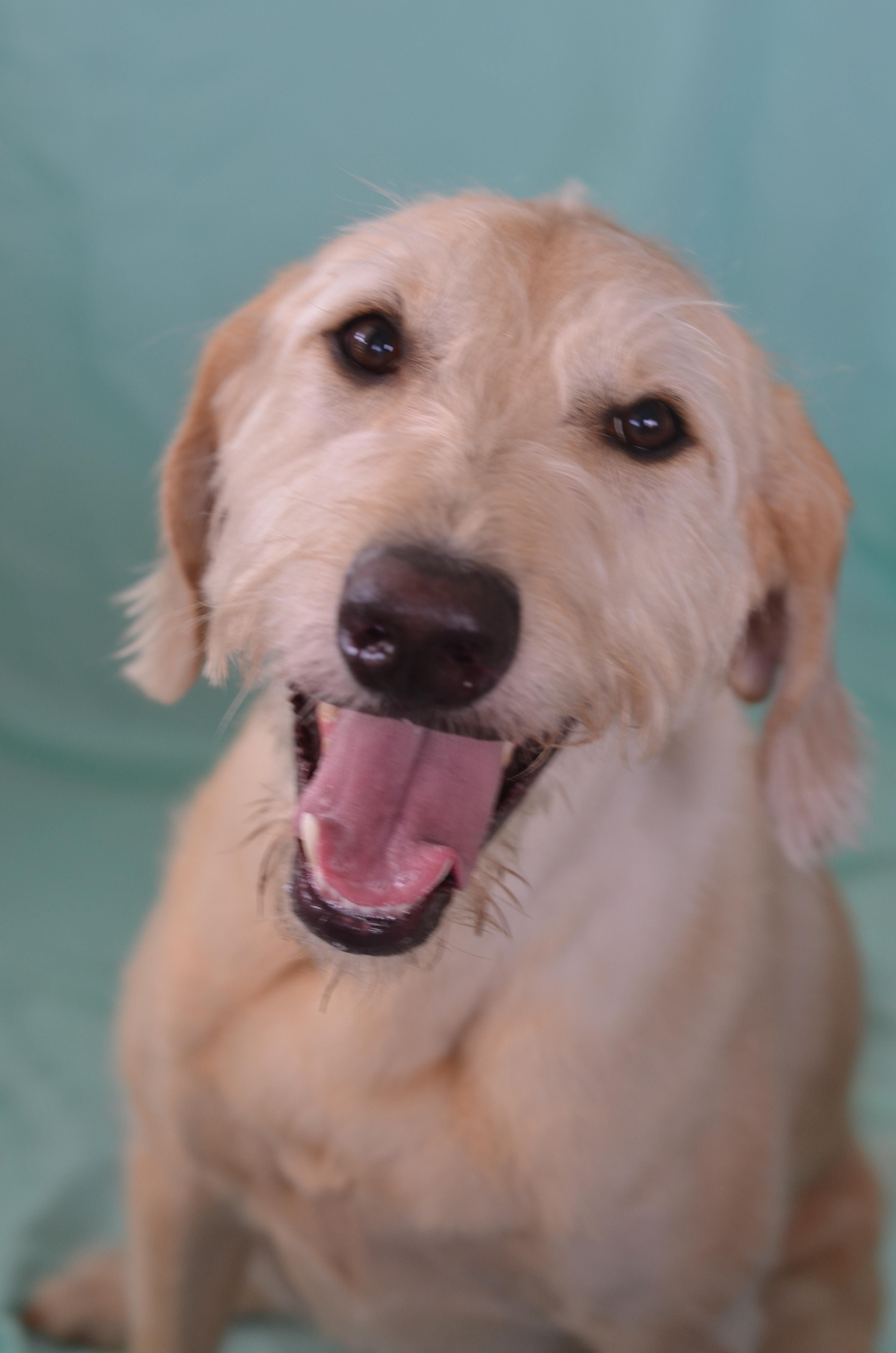 Enlarge TRex, a ADOPTABLE Labradoodle in Garland, TX image 3/5