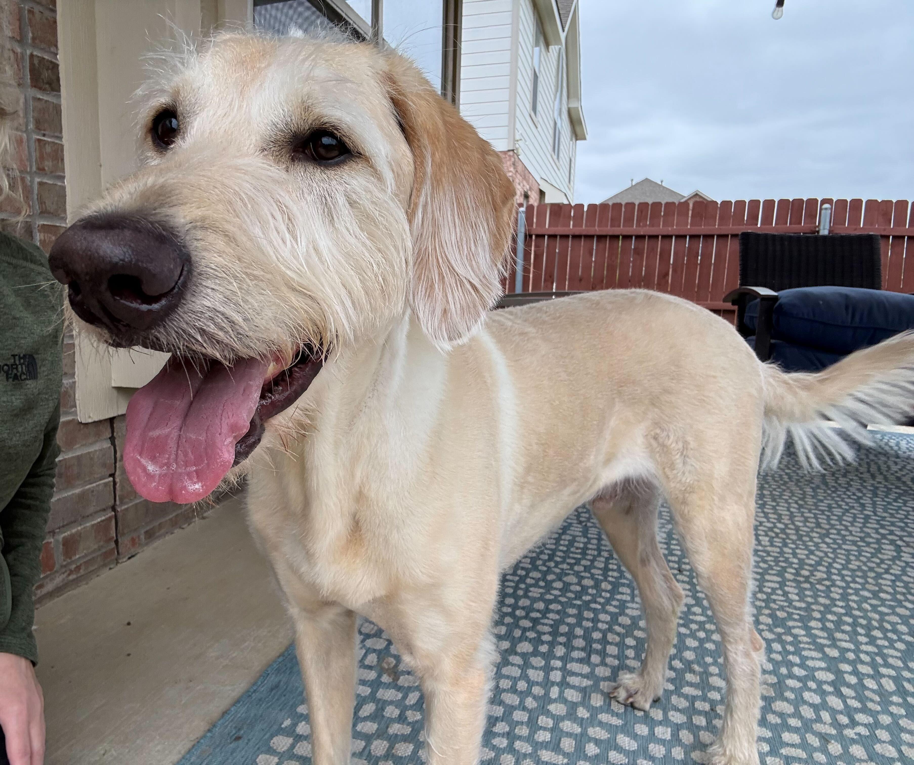 Enlarge TRex, a ADOPTABLE Labradoodle in Garland, TX image 4/5