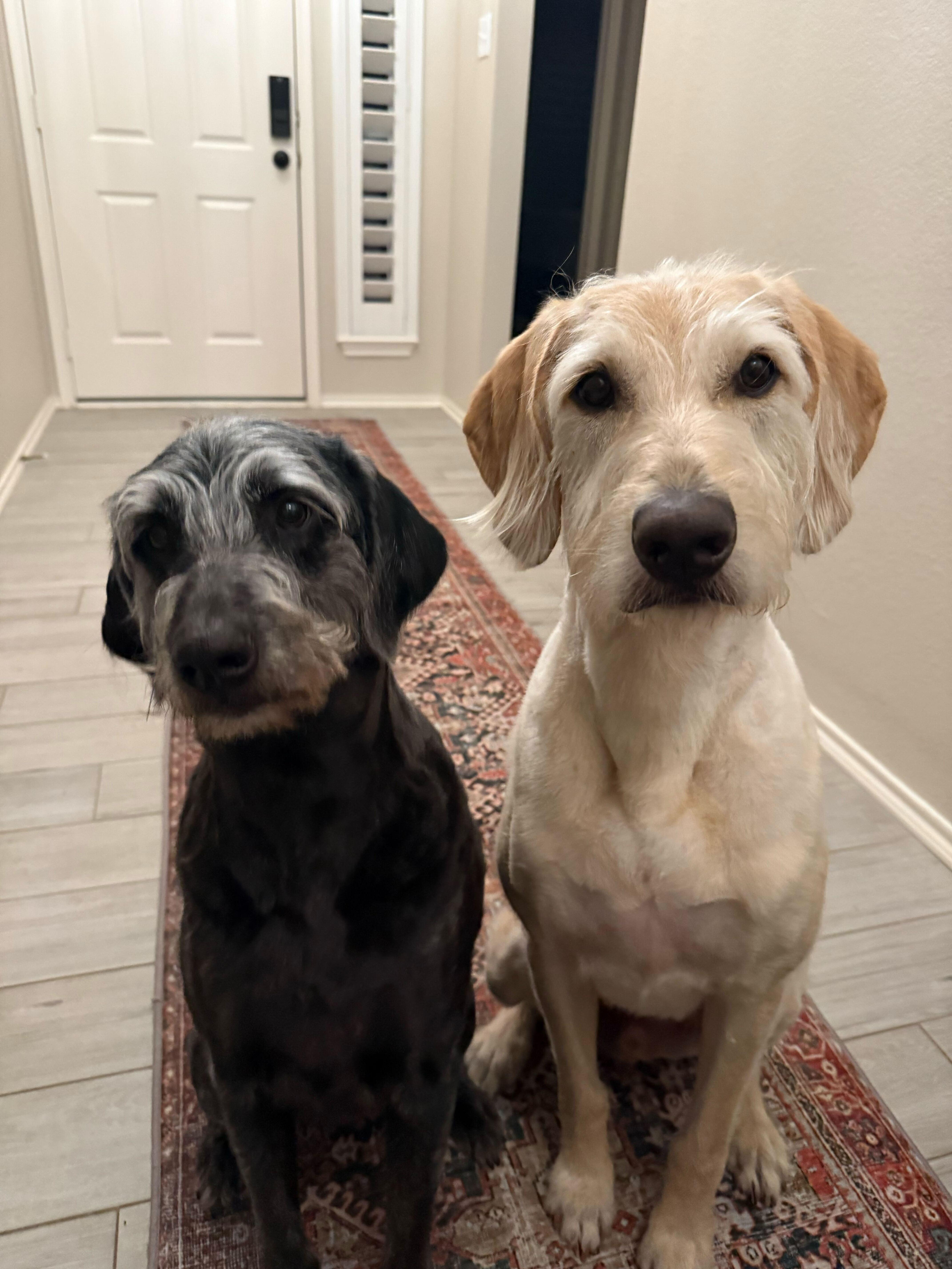 Enlarge T-Rex & Luna, a ADOPTABLE Labradoodle in Garland, TX image 2/4
