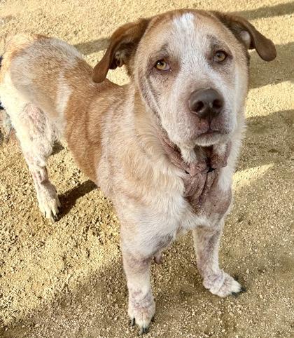 Aldo — thumbnail 2