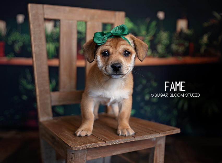 Enlarge Fame, a Adoptable mixed breed in Littleton, CO image 1/6