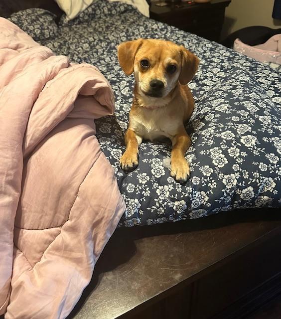 Enlarge Fame, a Adoptable mixed breed in Littleton, CO image 2/6