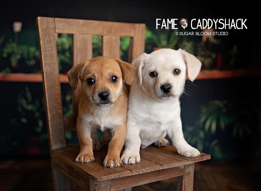 Enlarge Fame, a Adoptable mixed breed in Littleton, CO image 3/6