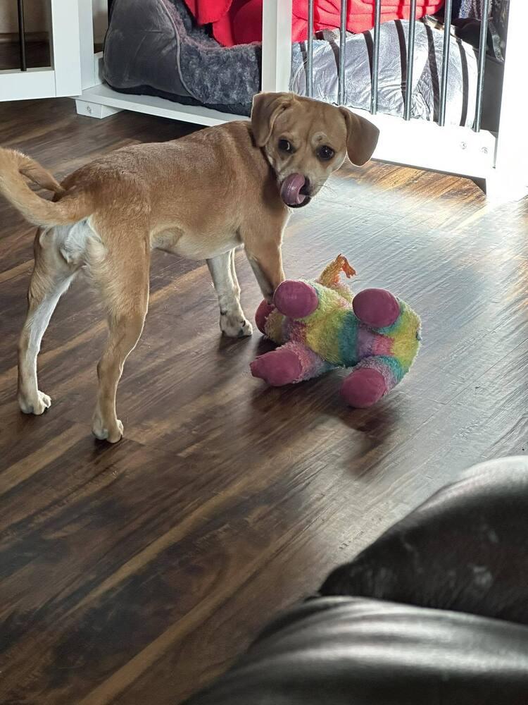 Enlarge Fame, a Adoptable mixed breed in Littleton, CO image 4/6