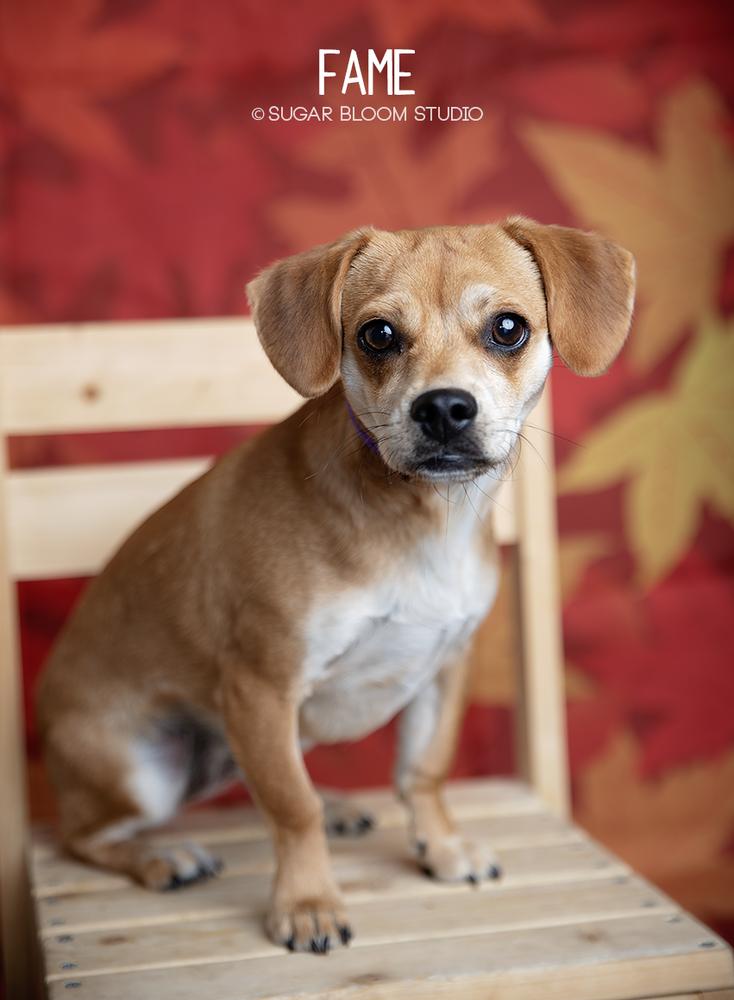 Enlarge Fame, a Adoptable mixed breed in Littleton, CO image 5/6