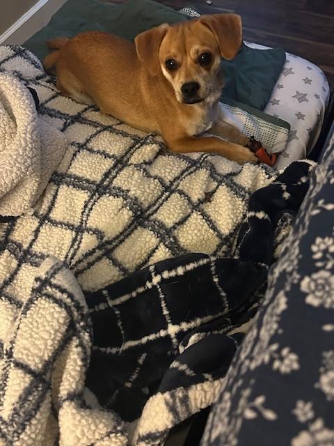 Enlarge Fame, a Adoptable mixed breed in Littleton, CO image 6/6