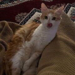 Karaka, Adult Female Domestic Medium Hair