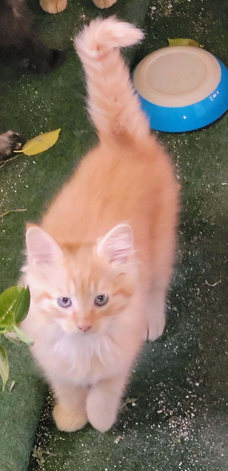 Pinacatlada thumbnail 3