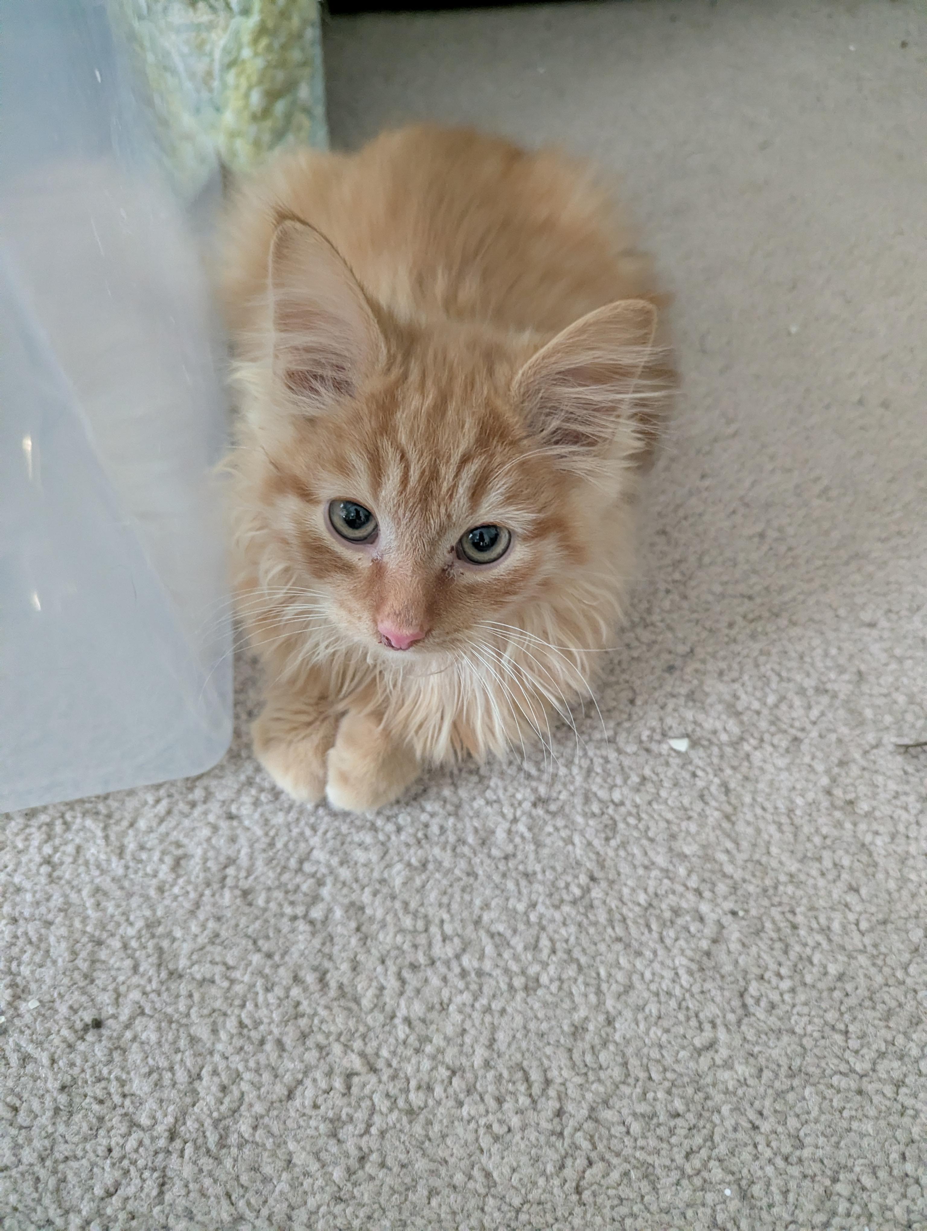 Pinacatlada thumbnail 4