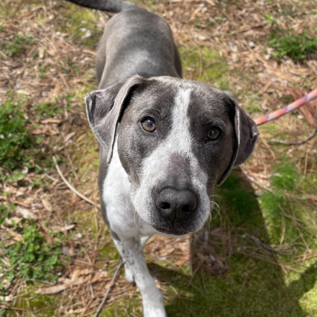 Enlarge Liam, a Adoptable mixed breed in Fayetteville, GA image 1/6