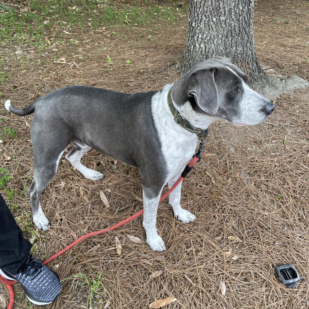 Enlarge Liam, a Adoptable mixed breed in Fayetteville, GA image 4/6