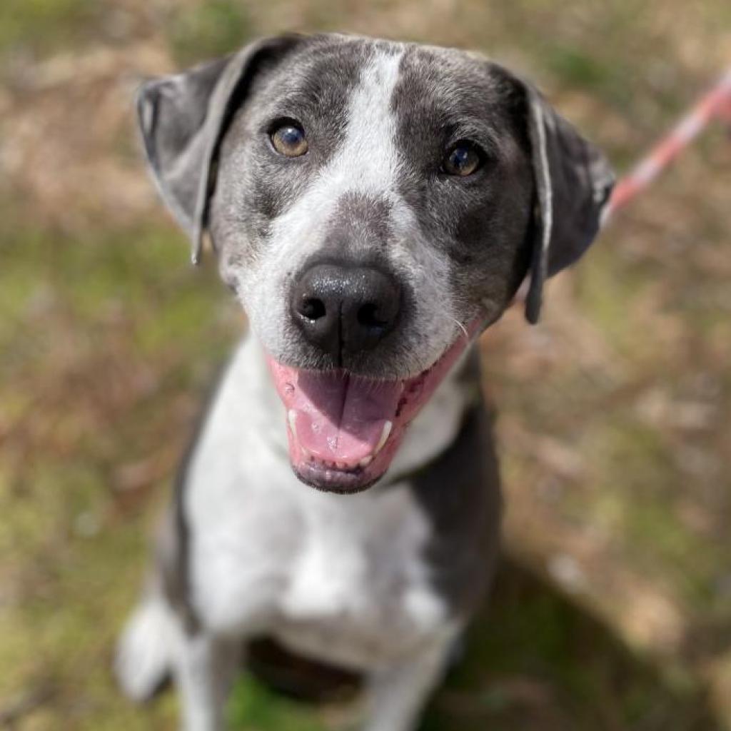 Enlarge Liam, a Adoptable mixed breed in Fayetteville, GA image 5/6