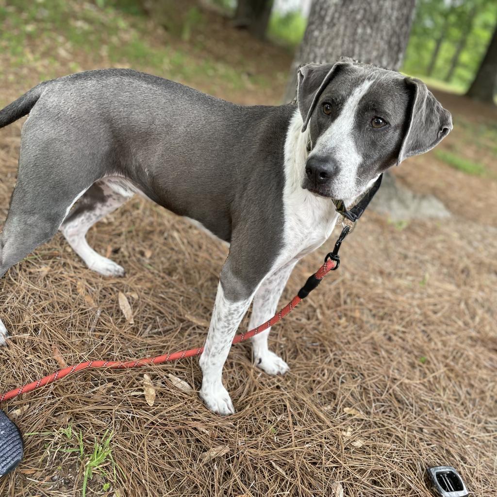Enlarge Liam, a Adoptable mixed breed in Fayetteville, GA image 6/6