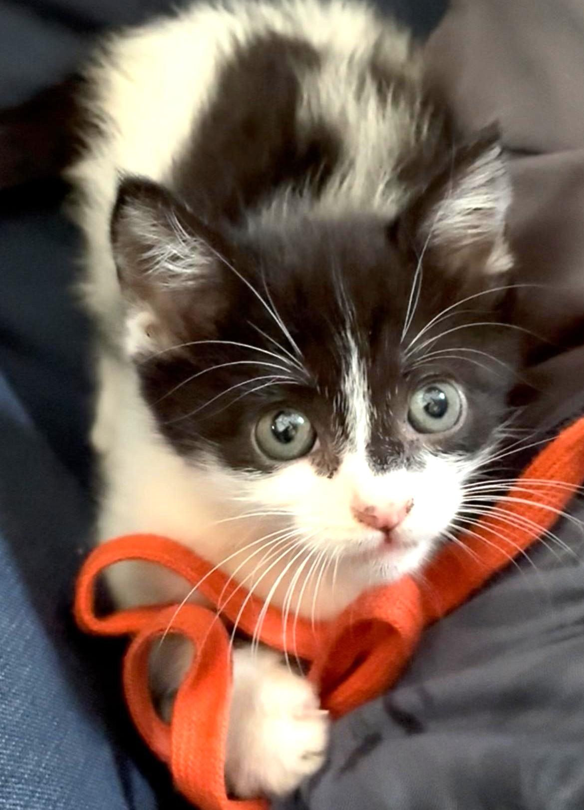 Enlarge Coddle, an adopted Domestic Short Hair in Great Neck, NY image 3/5