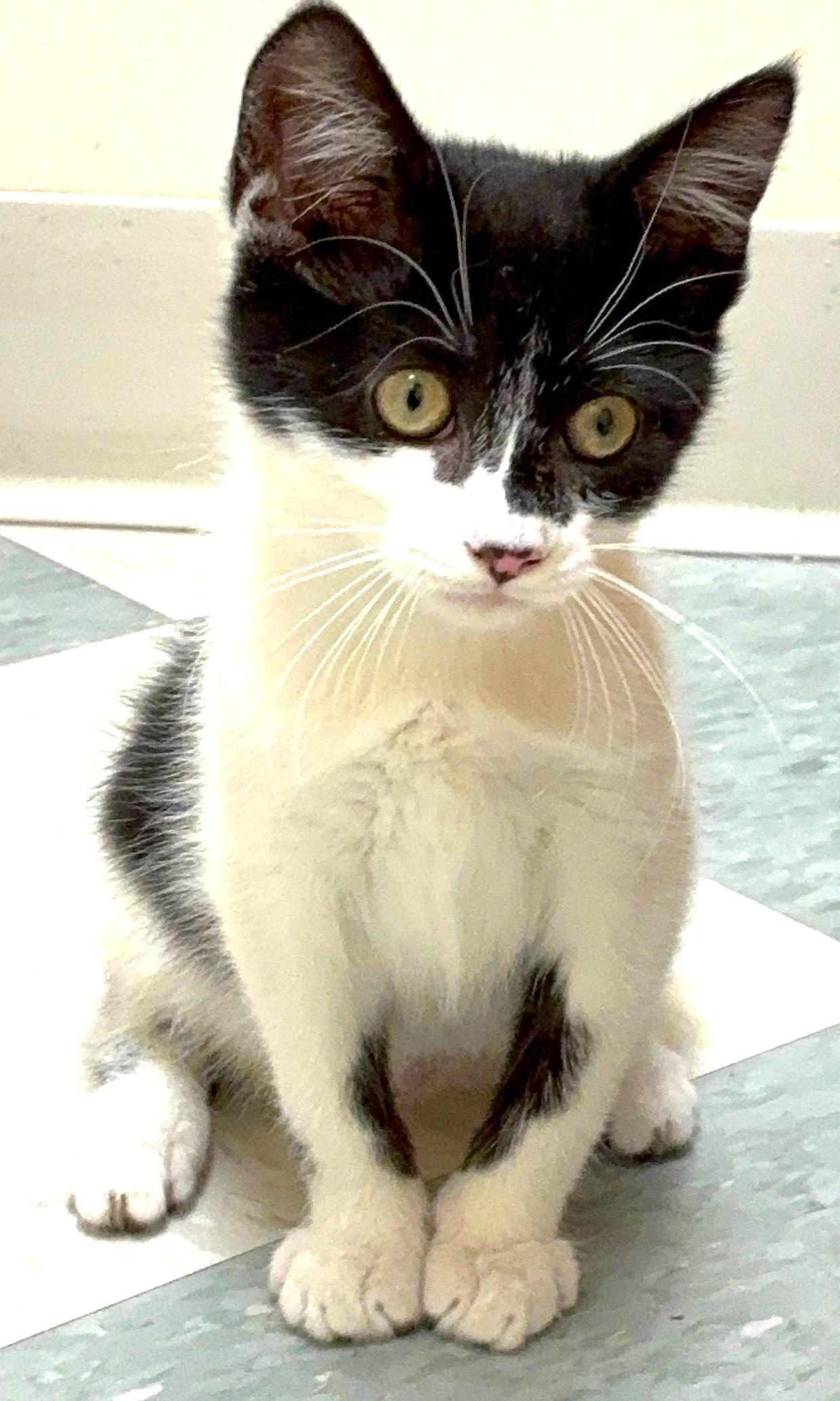 Coddle, adopted, Kitten Female Domestic Short Hair.