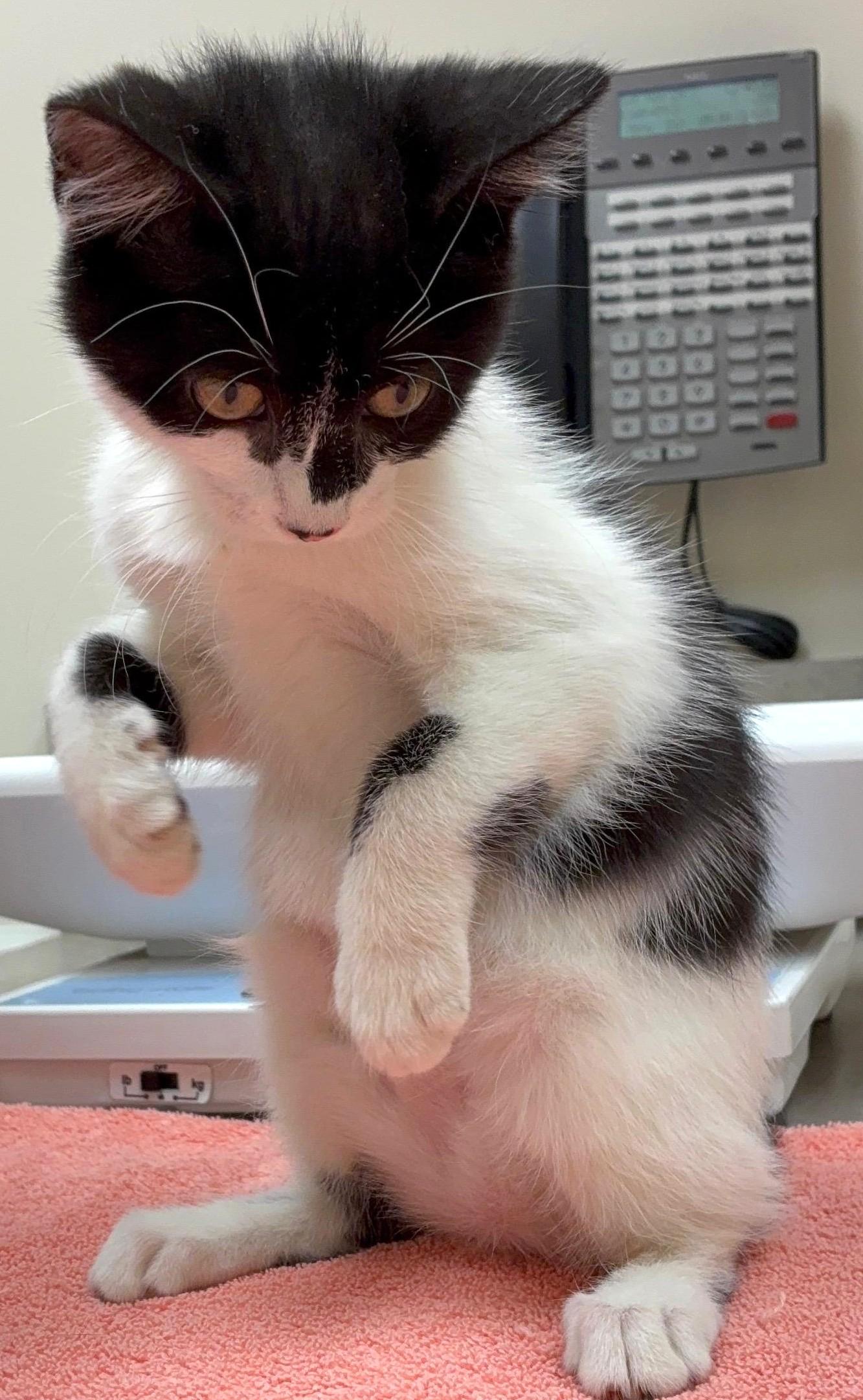 Enlarge Coddle, an adopted Domestic Short Hair in Great Neck, NY image 4/5