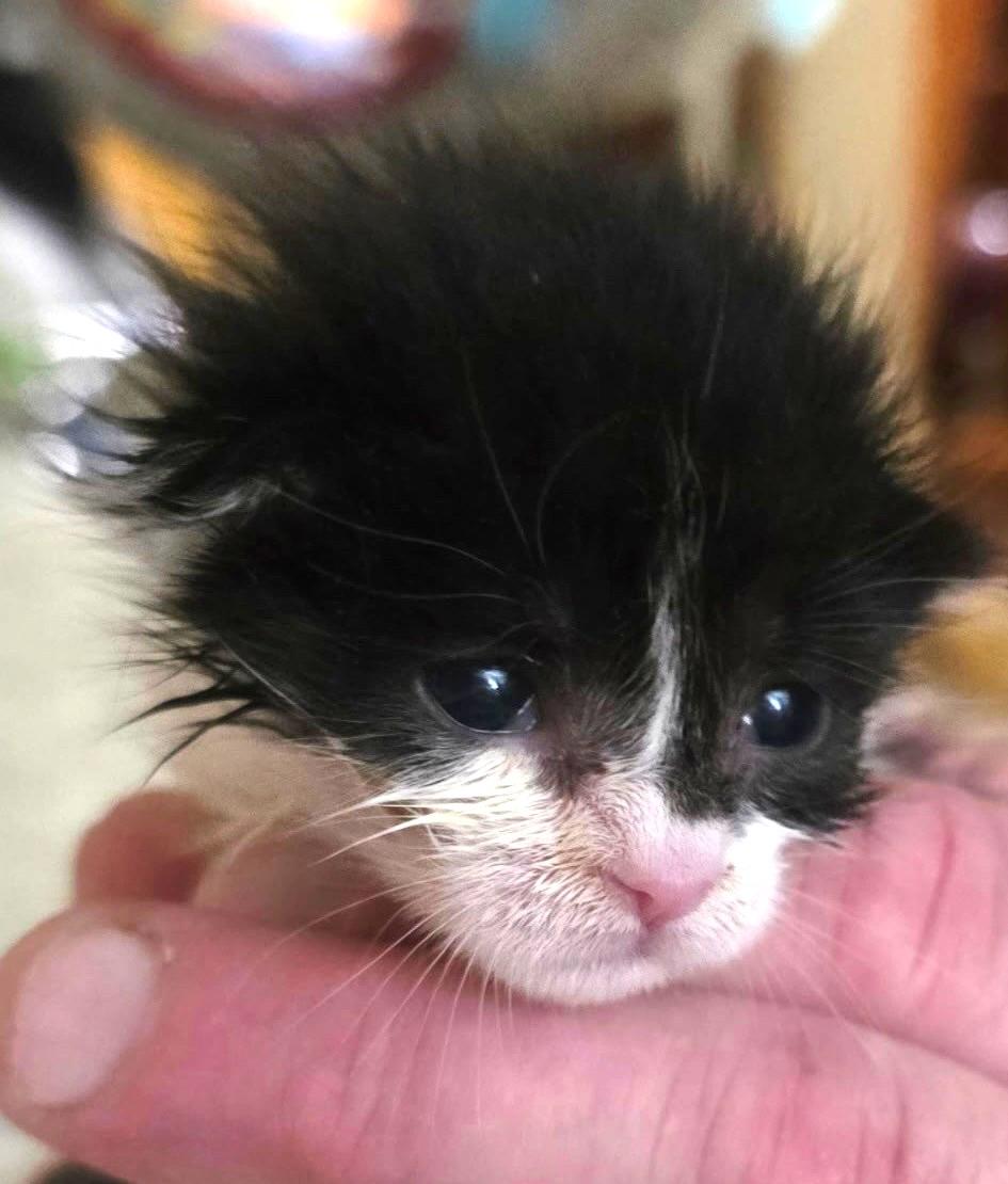 Enlarge Coddle, an adopted Domestic Short Hair in Great Neck, NY image 5/5