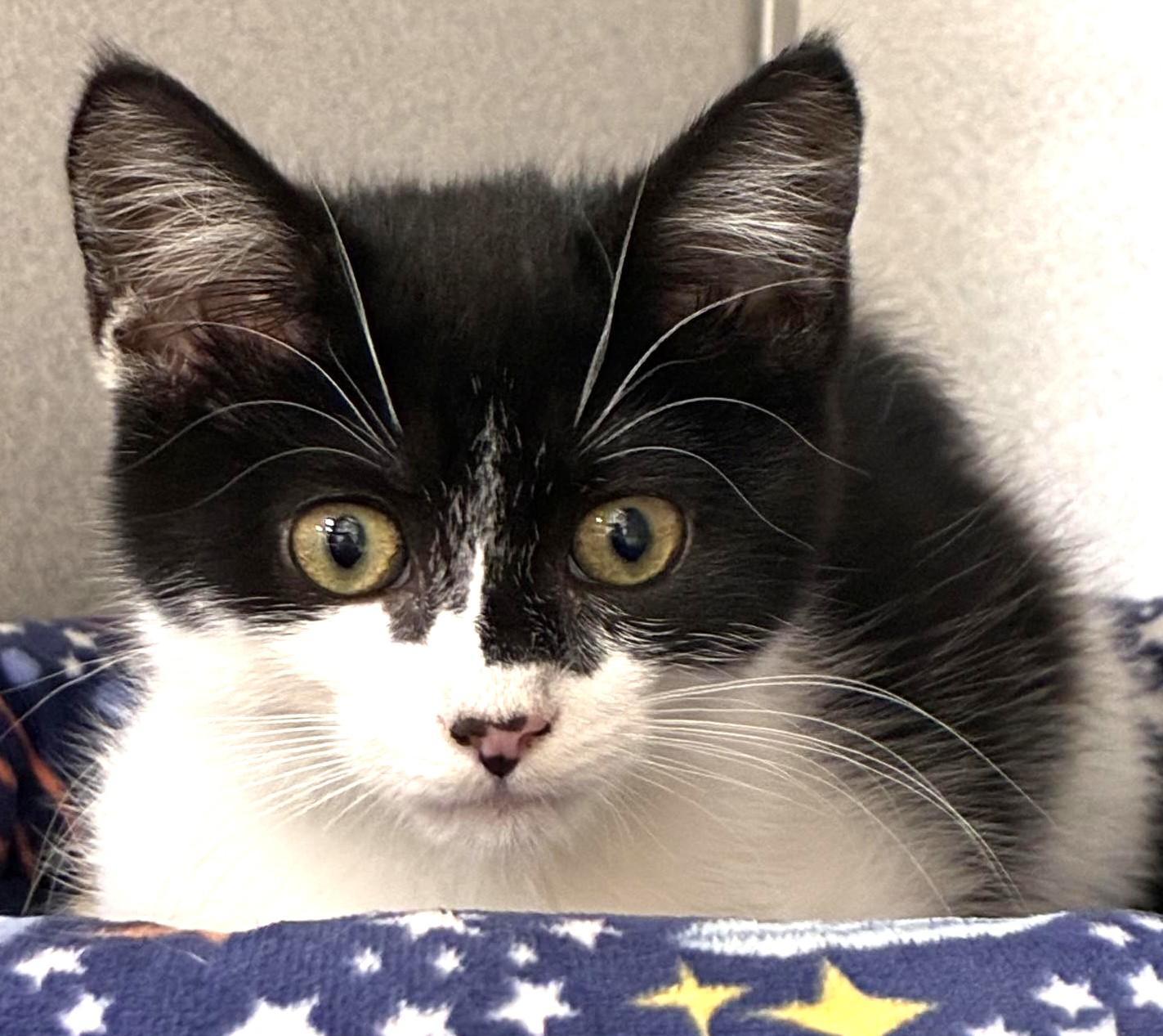 Enlarge Coddle, an adopted Domestic Short Hair in Great Neck, NY image 2/5