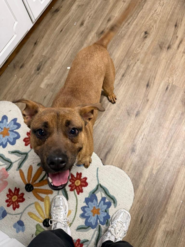 Penelope, Adoptable, Young Female Hound.