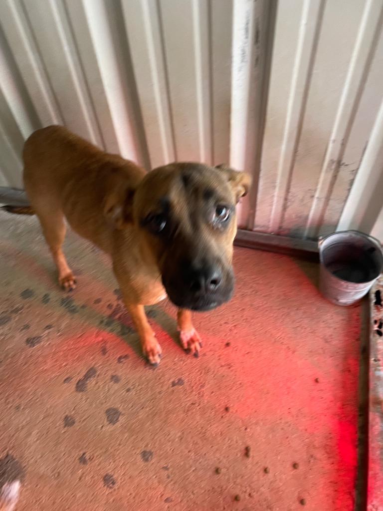 Penelope, a Adoptable Hound in Ada, OK image 2/2