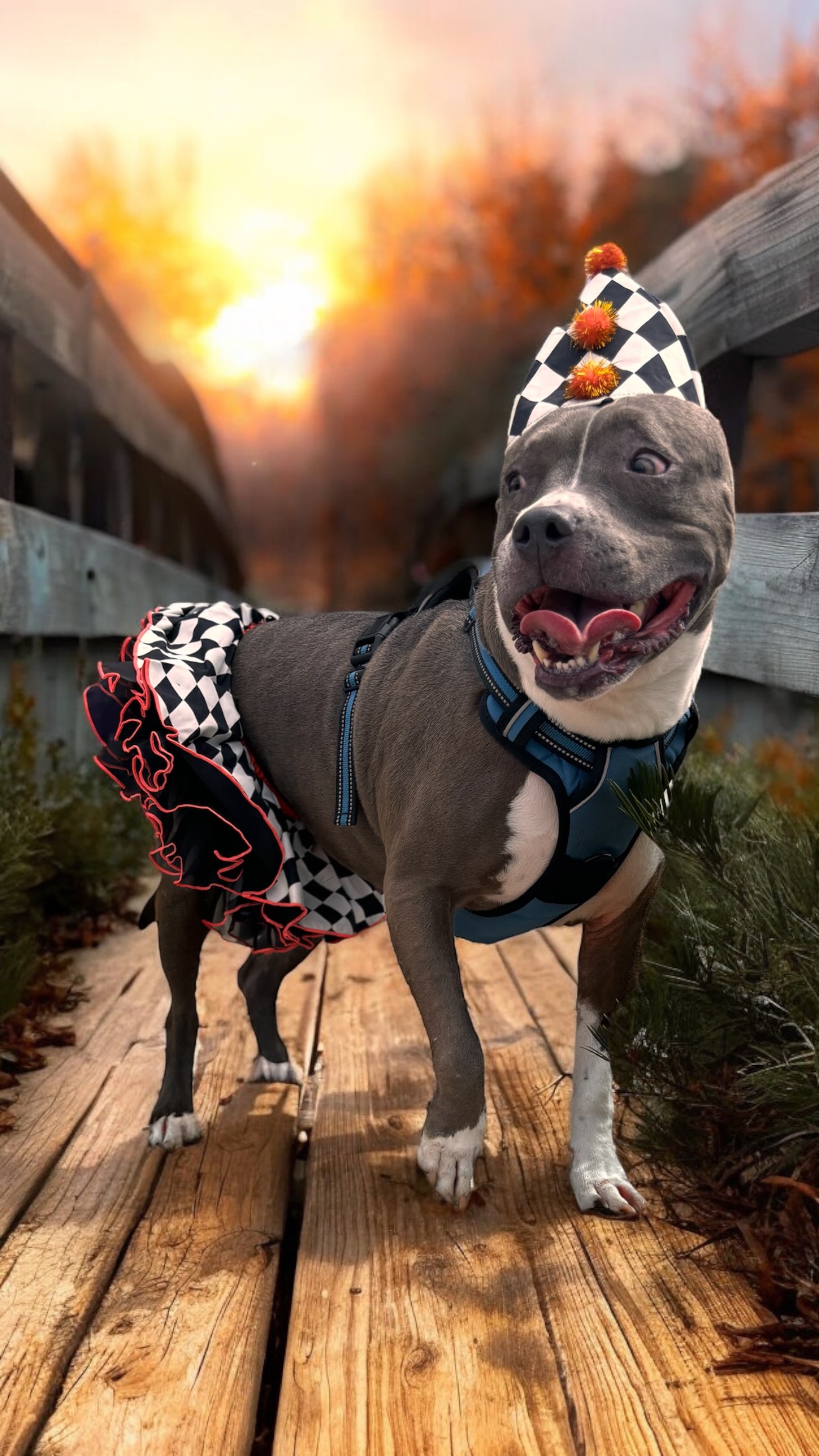 Selena, a Adoptable Staffordshire Bull Terrier in Bryan, TX image 2/5