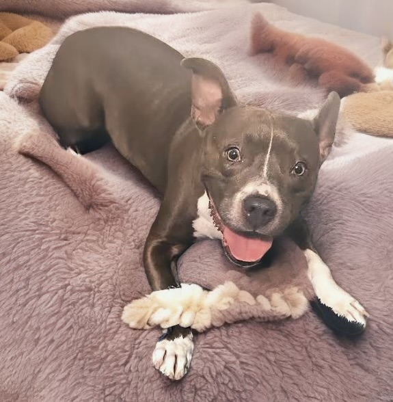 Selena, a Adoptable Staffordshire Bull Terrier in Bryan, TX image 5/5