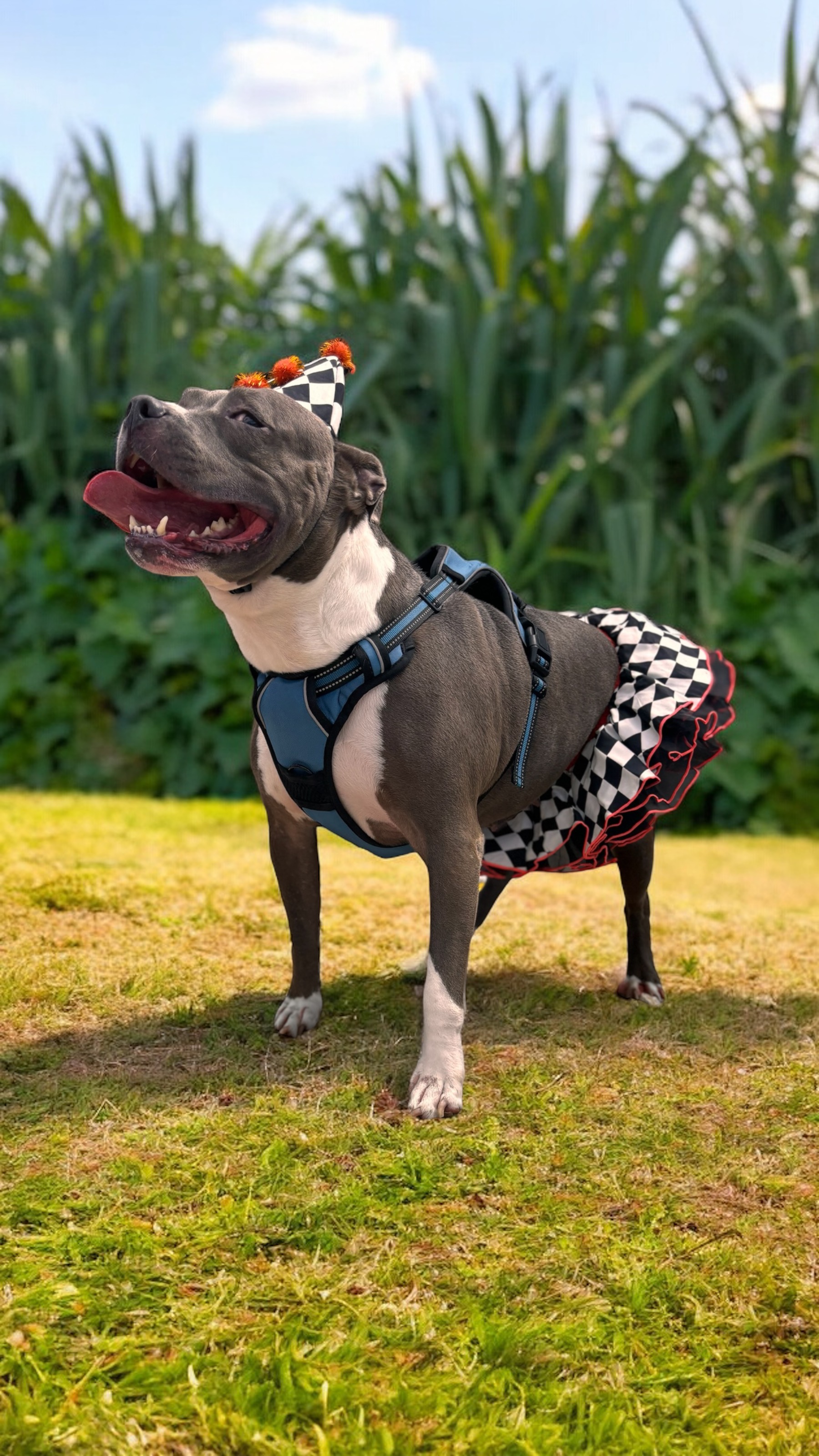 Selena, a Adoptable Staffordshire Bull Terrier in Bryan, TX image 3/5