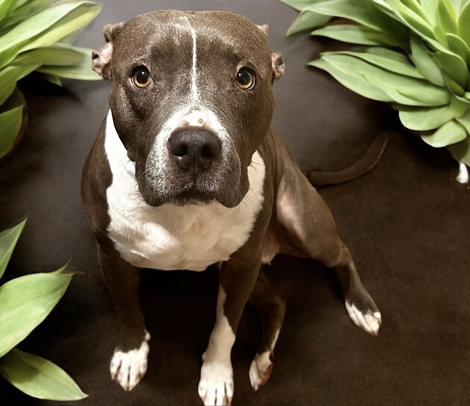 Selena, a Adoptable Staffordshire Bull Terrier in Bryan, TX image 4/5