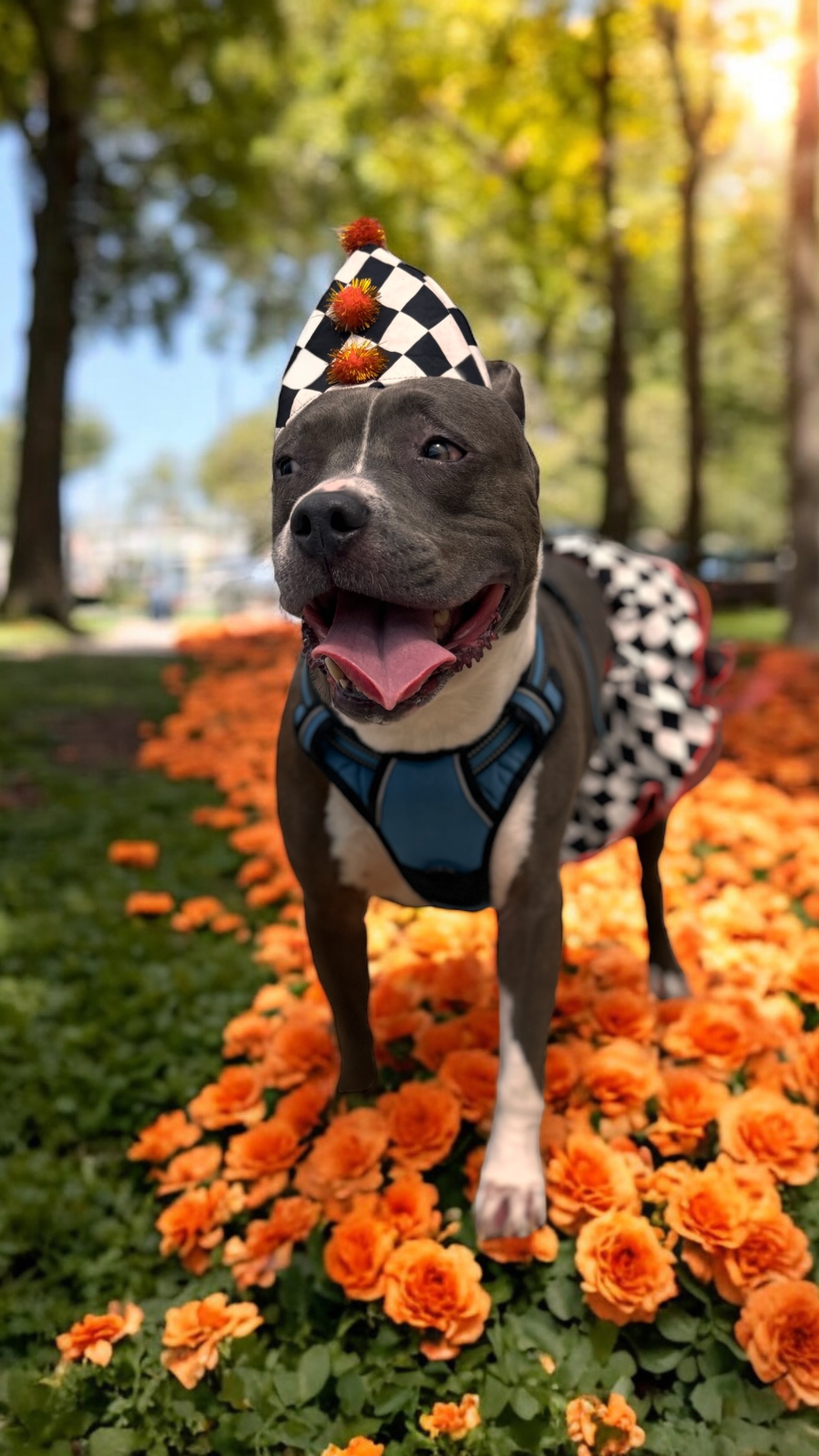 Selena, Adoptable, Adult Female Staffordshire Bull Terrier.