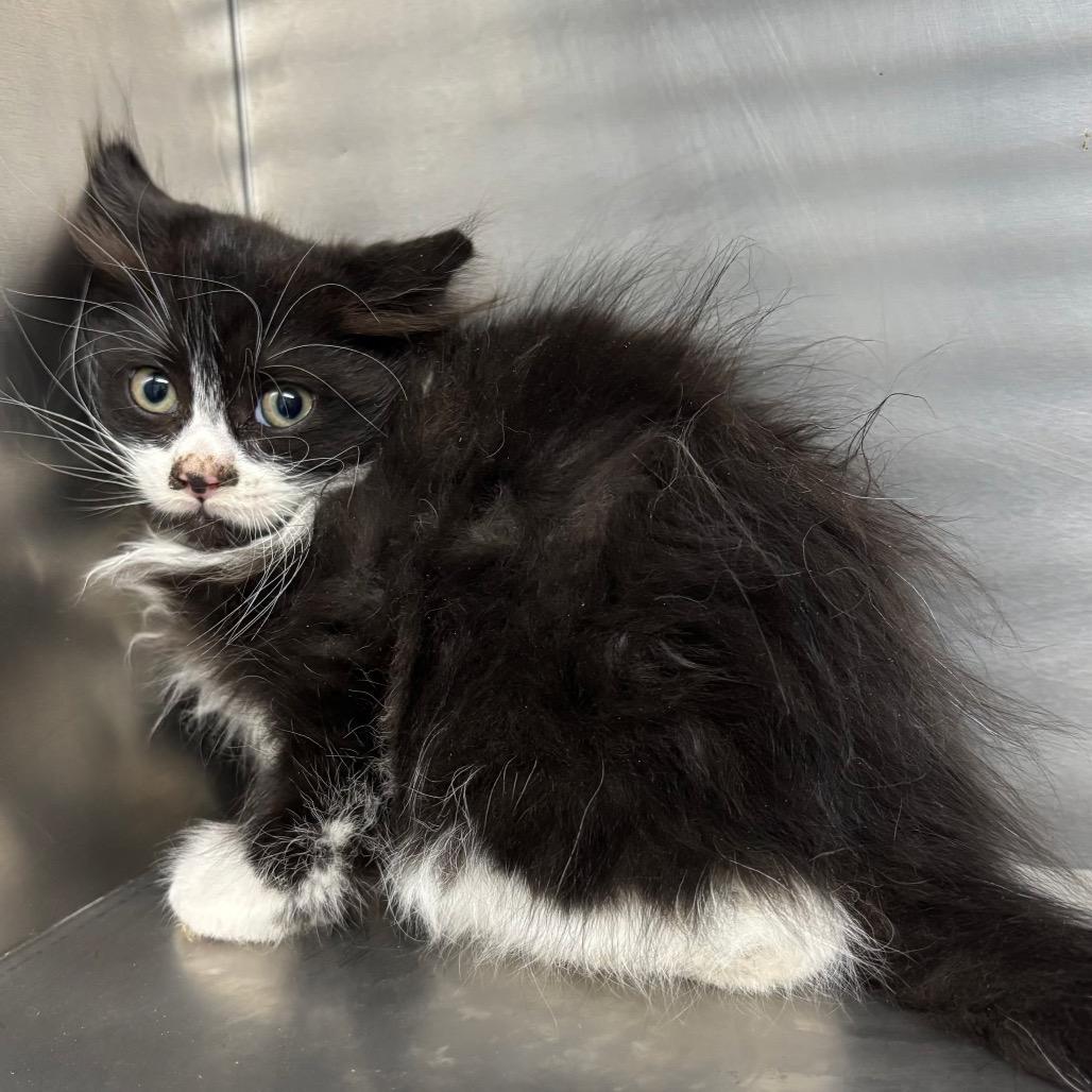 Holly Berry, Adoptable, Young Female Domestic Medium Hair.