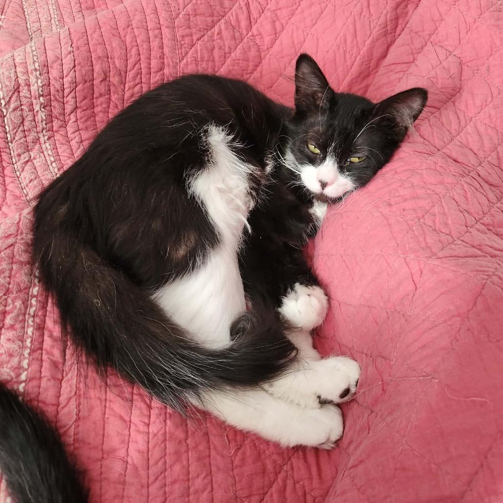 Enlarge Holly Berry, a Adoptable Domestic Medium Hair in Spring Hill, KS image 3/6