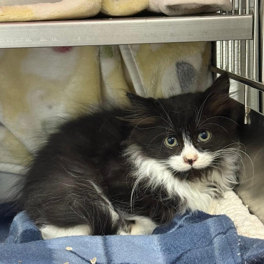 Enlarge Holly Berry, a Adoptable Domestic Medium Hair in Spring Hill, KS image 4/6