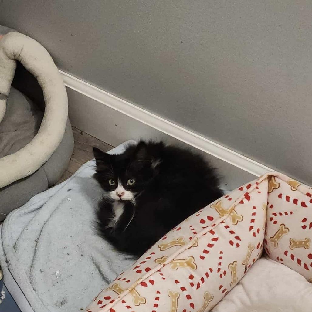 Enlarge Holly Berry, a Adoptable Domestic Medium Hair in Spring Hill, KS image 5/6