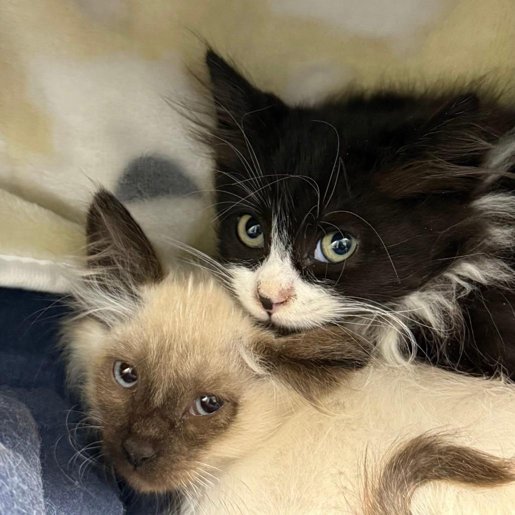 Enlarge Holly Berry, a Adoptable Domestic Medium Hair in Spring Hill, KS image 6/6