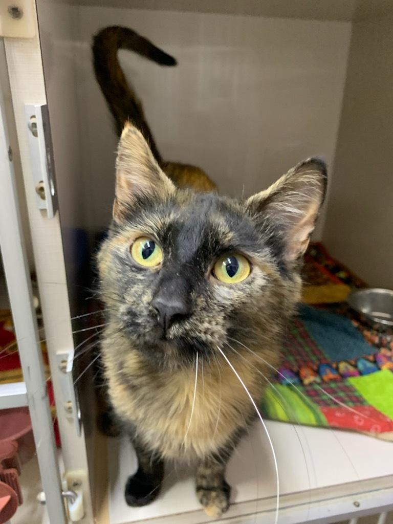 Smoothie, an adoptable Domestic Short Hair in wetaskiwin, AB, t9a 2j4 | Photo Image 1