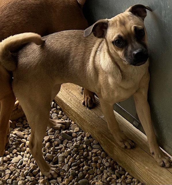Tracey 5 months NO YOUNG KIDS/ NEEDS ANOTHER DOG, Adoptable, Young Female Chihuahua & Pug.