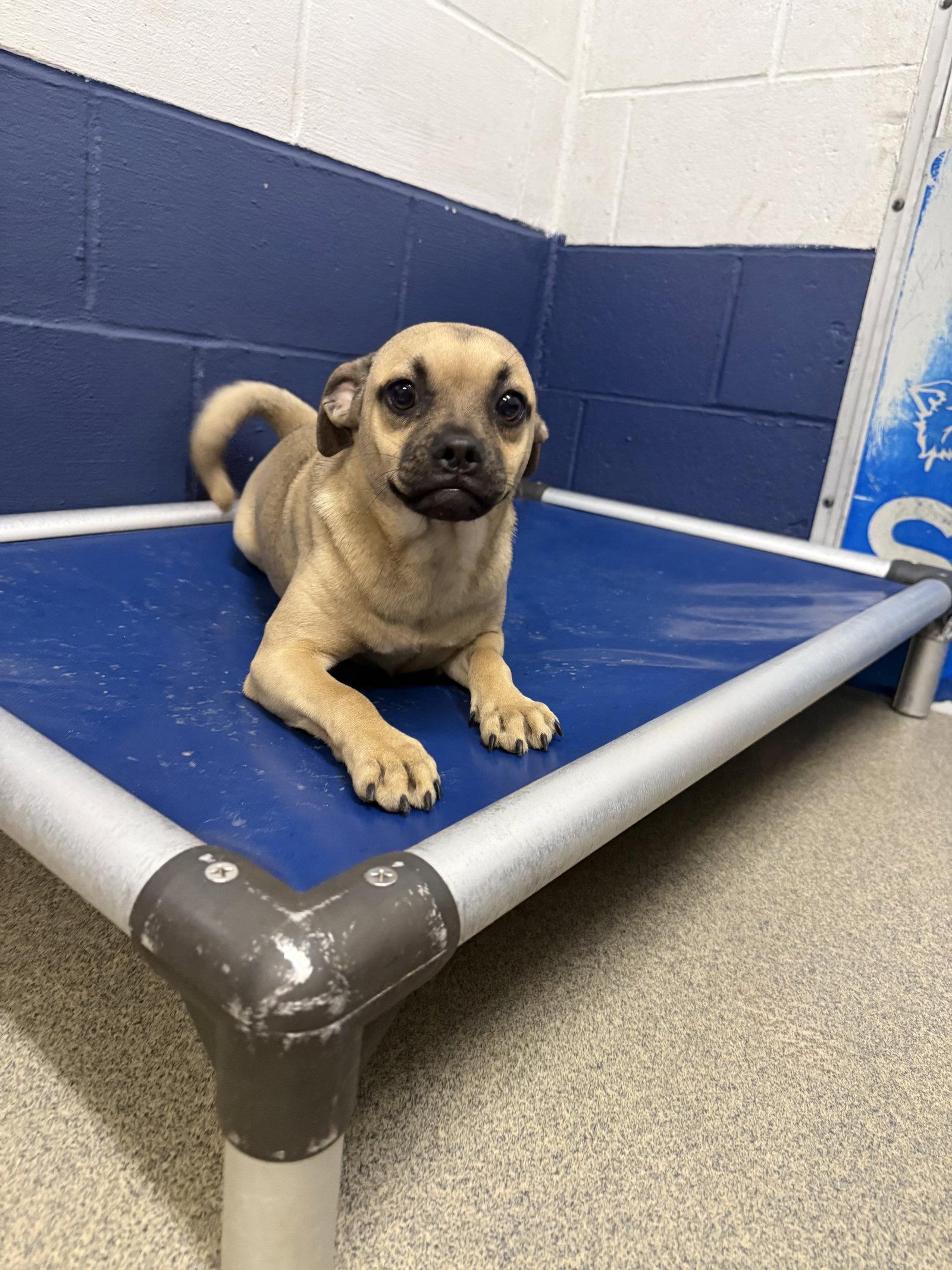 Tracey 5 months NO YOUNG KIDS/ NEEDS ANOTHER DOG, Adoptable, Young Female Chihuahua & Pug.