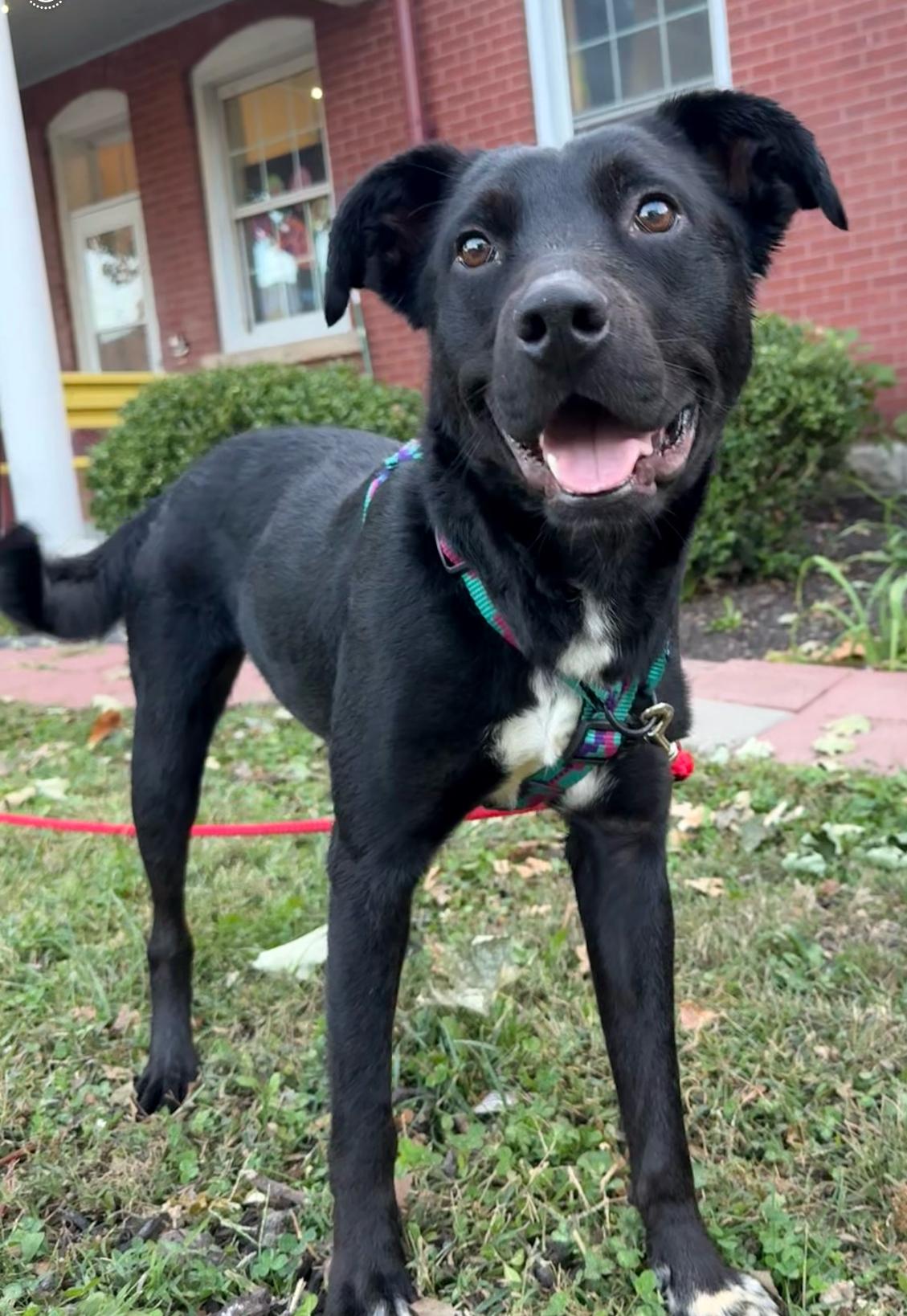 Princess, Adoptable, Young Female Black Labrador Retriever & Border Collie.