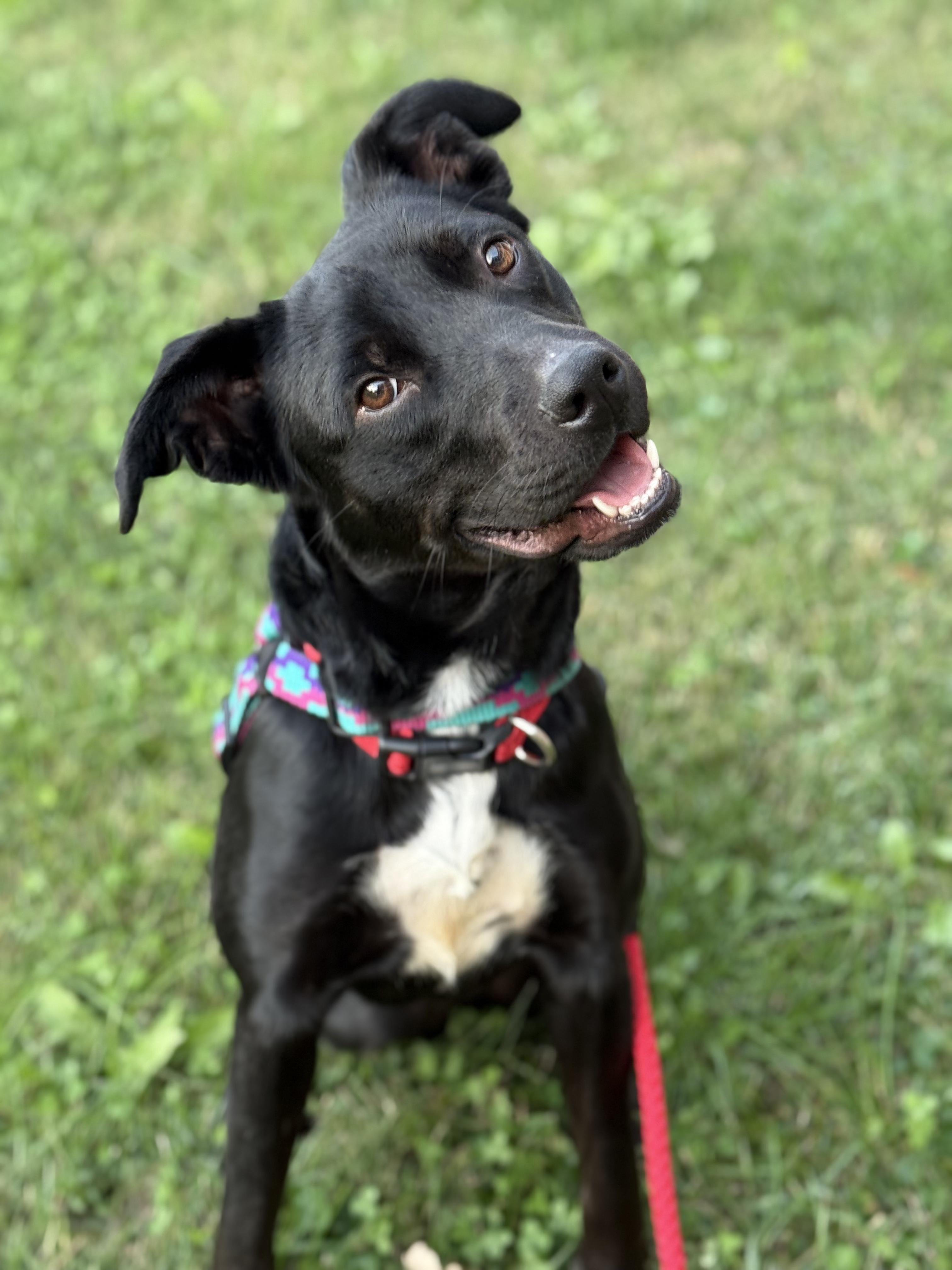 Enlarge Princess, a Adoptable mixed breed in Fort Leavenworth, KS image 2/2