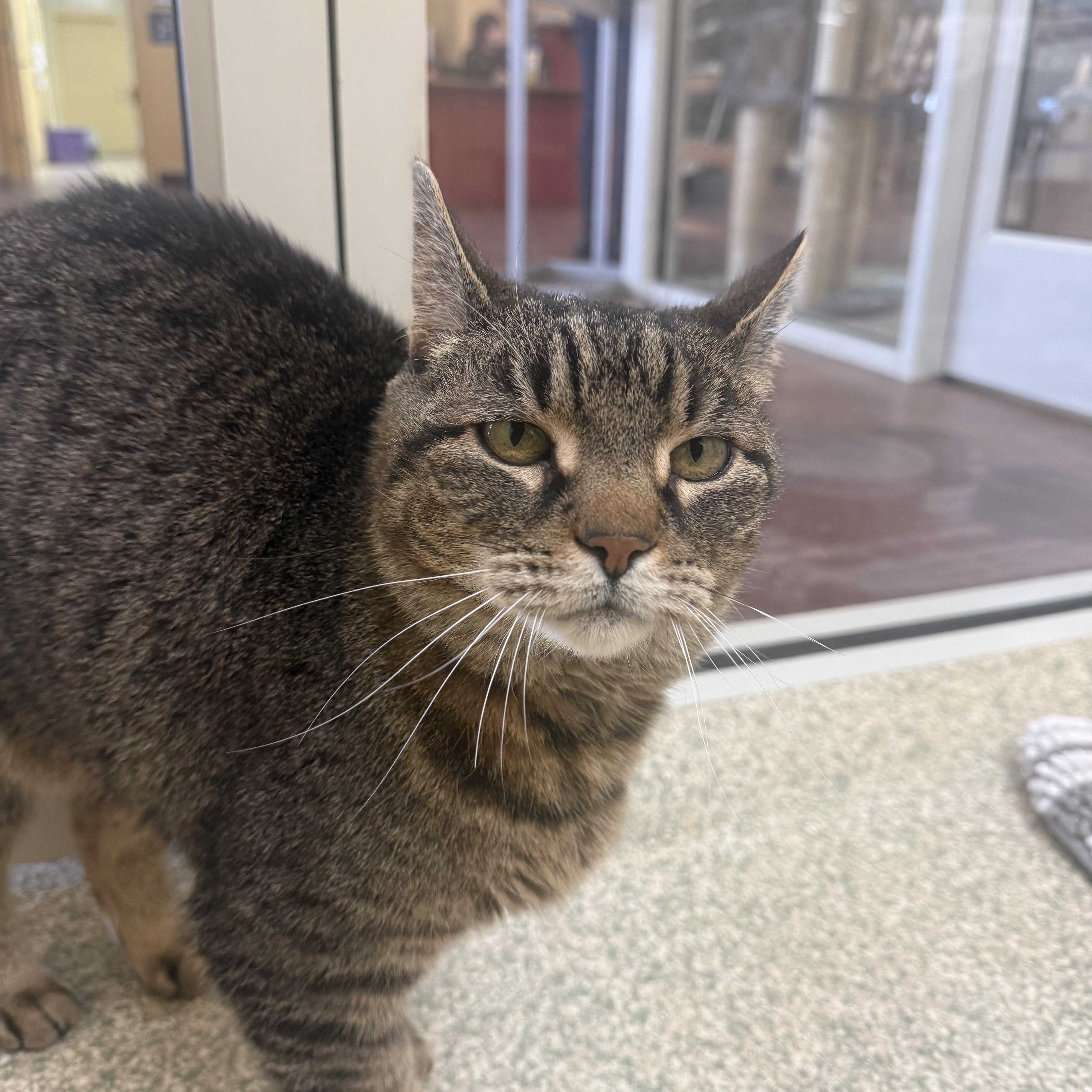 Enlarge Timber, a Adoptable Domestic Short Hair in Brownsville, VT image 1/1