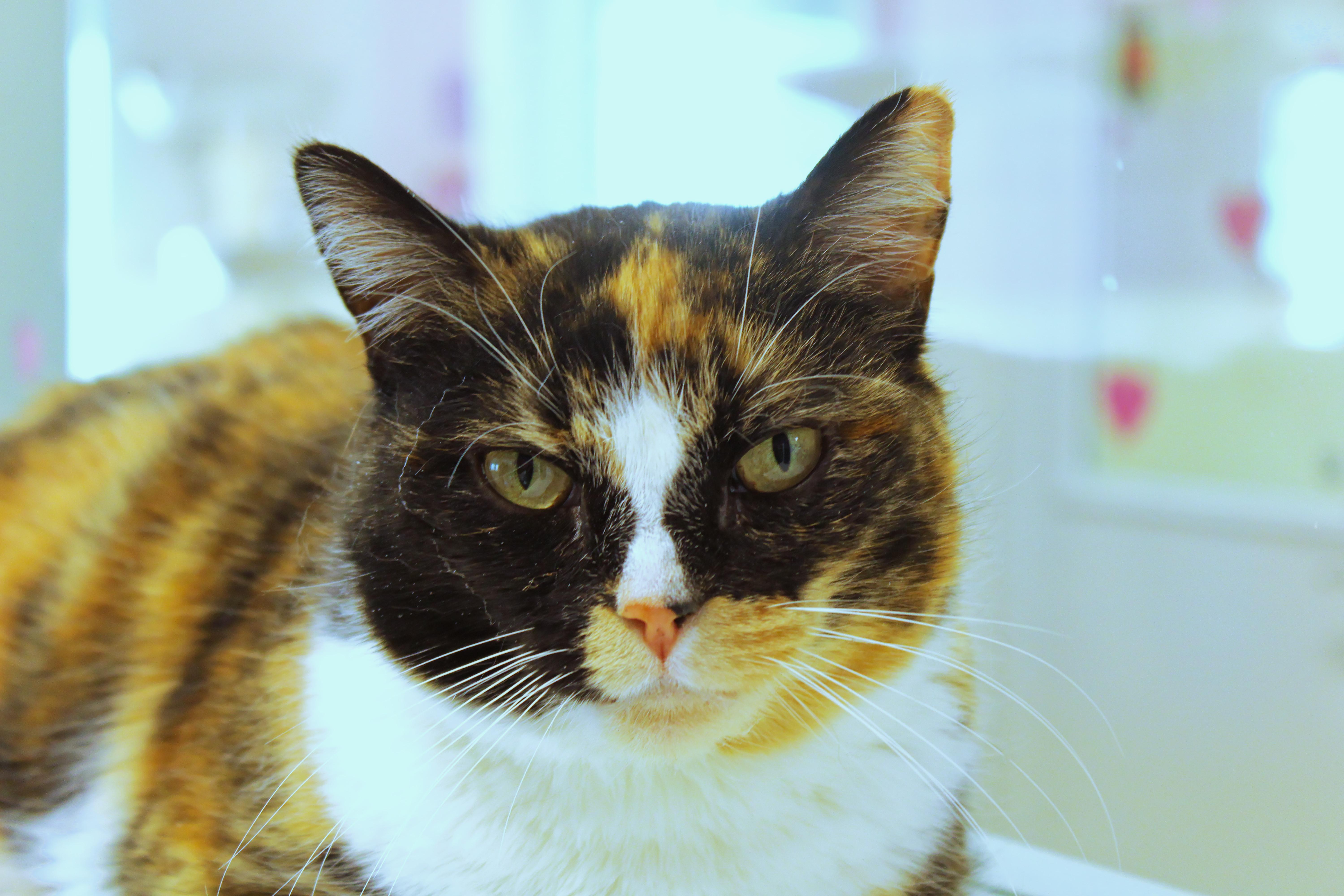 Ivy, a ADOPTABLE Calico in Urbana, OH image 2/6