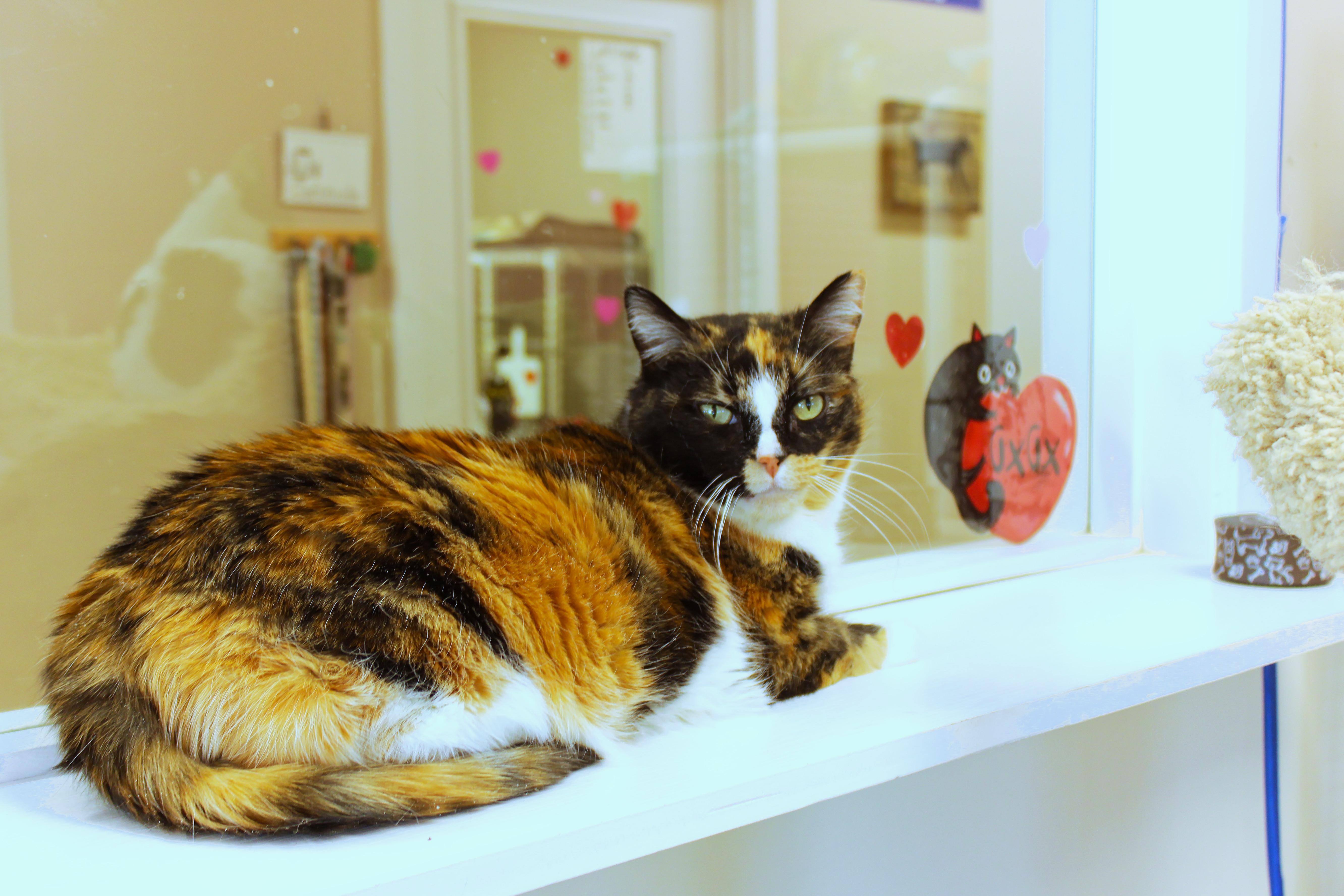 Ivy, a ADOPTABLE Calico in Urbana, OH image 5/6