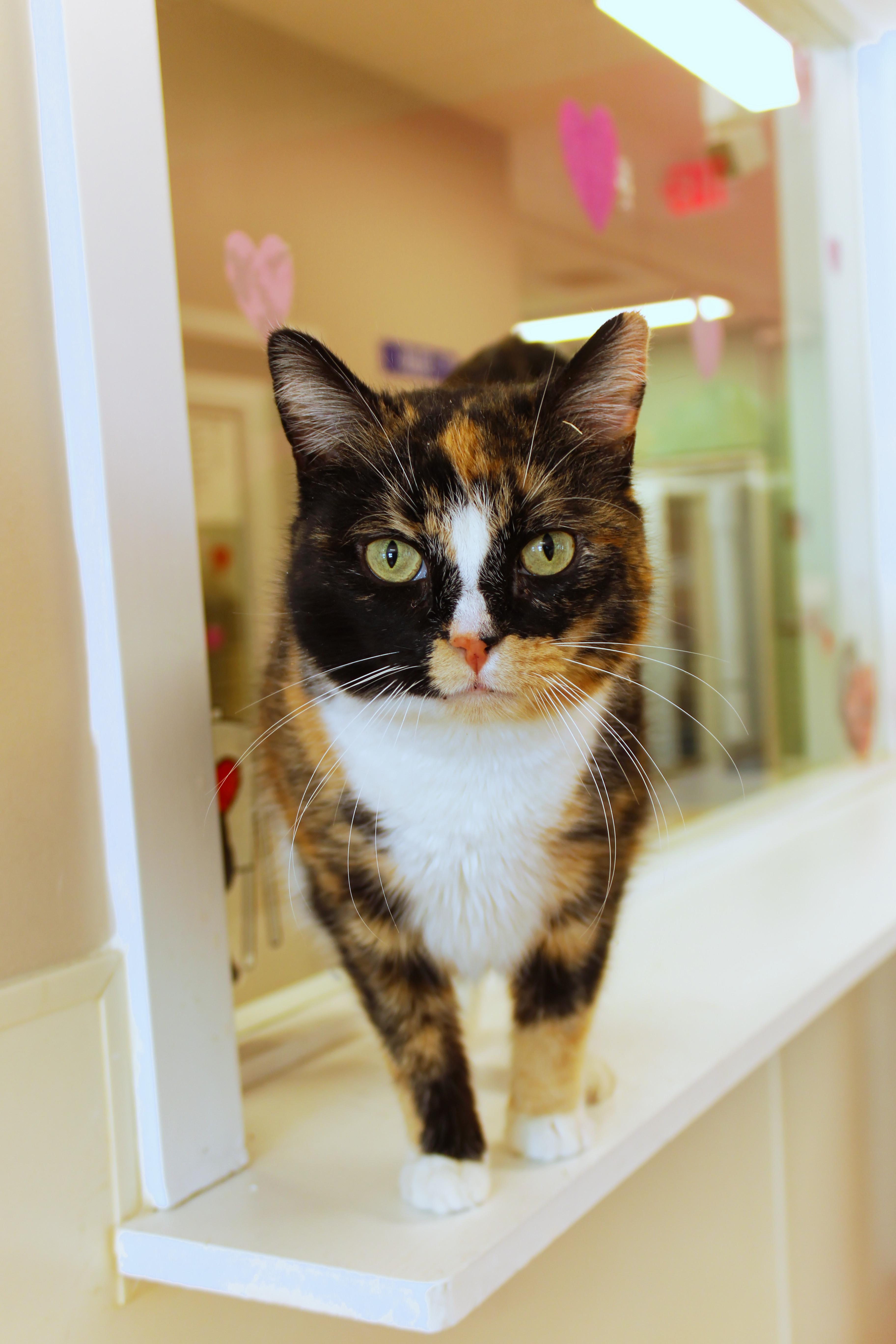 Ivy, a ADOPTABLE Calico in Urbana, OH image 1/6