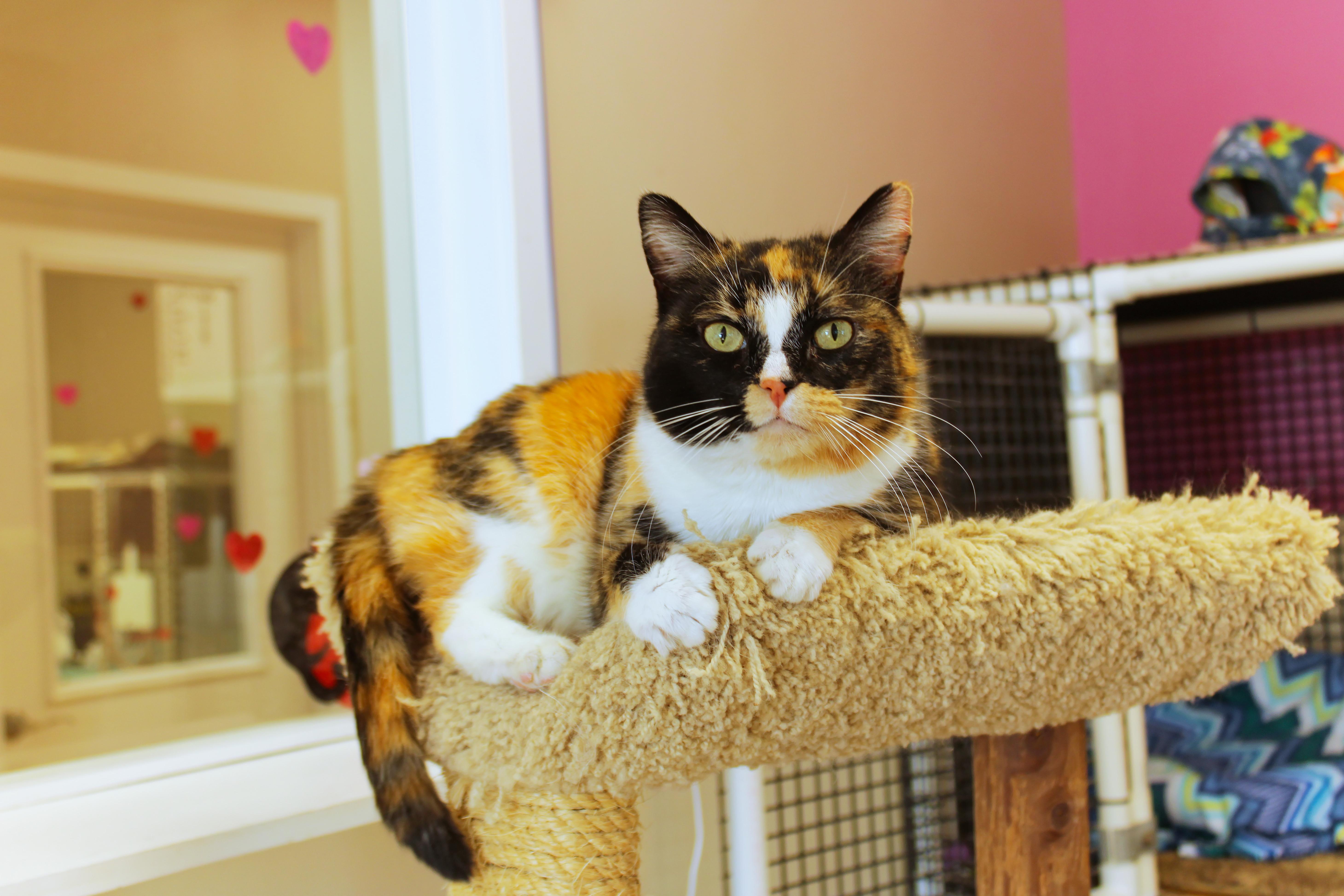 Ivy, a ADOPTABLE Calico in Urbana, OH image 3/6