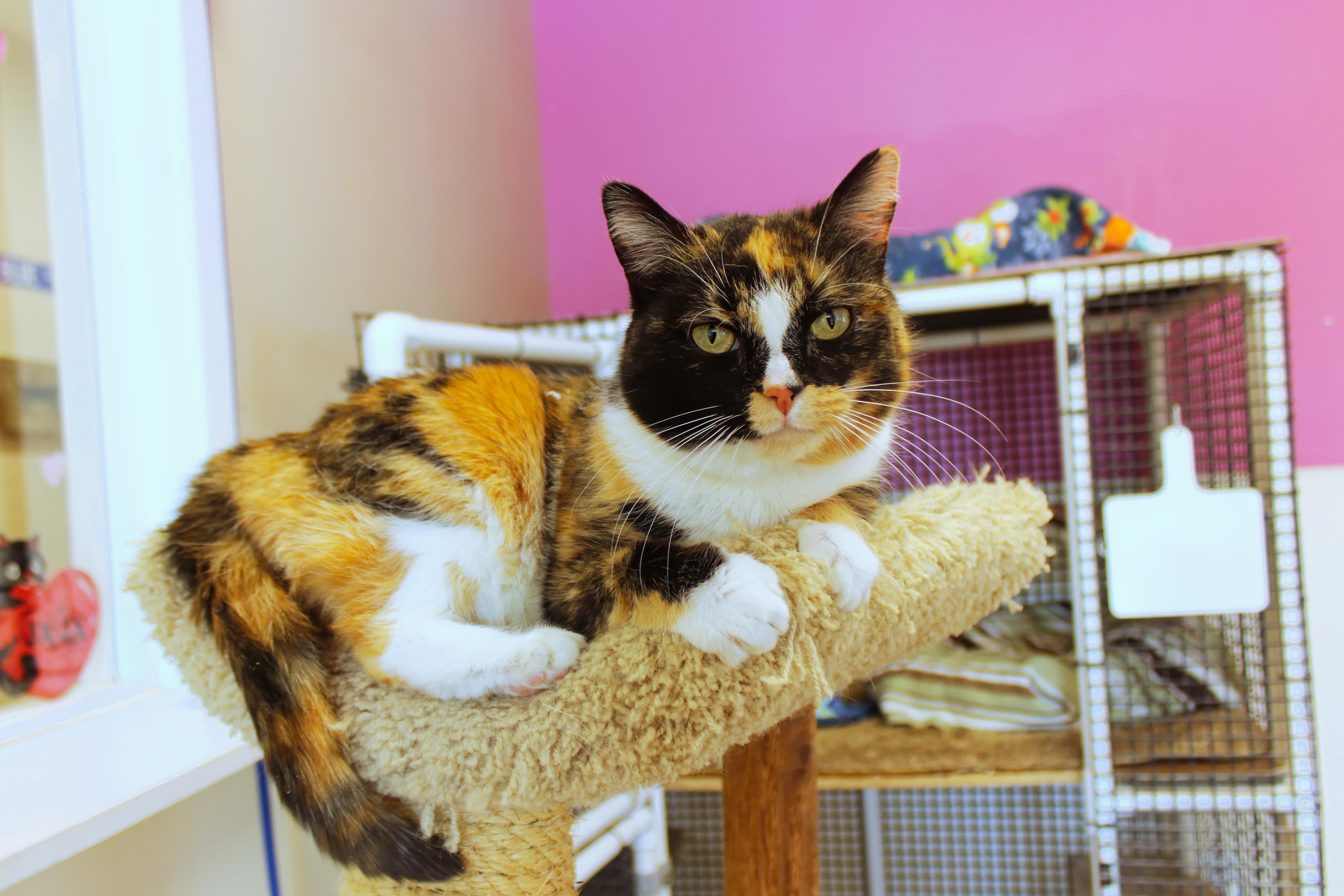 Ivy, a ADOPTABLE Calico in Urbana, OH image 4/6
